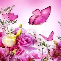 butterfly pic for whatsapp dp